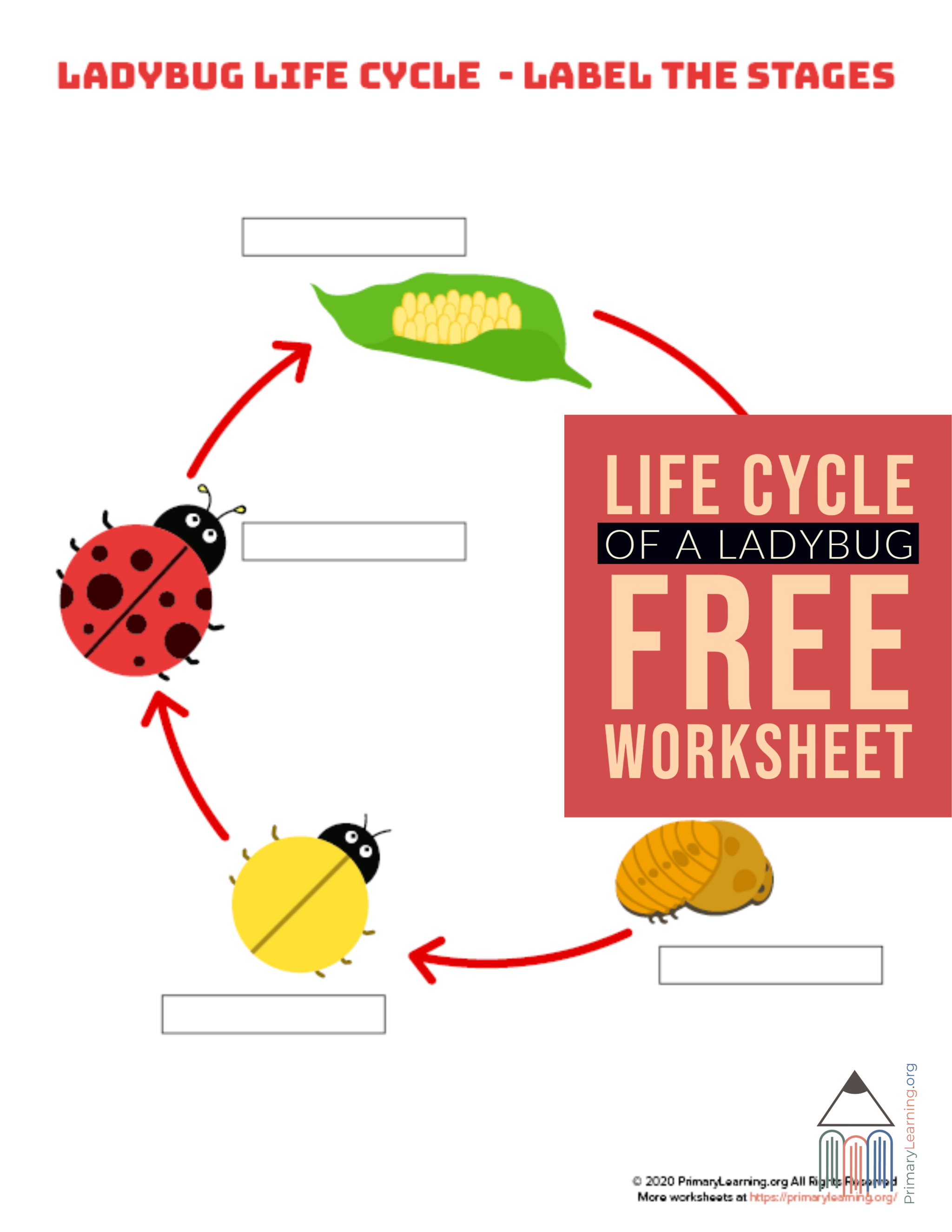 Students Use This Worksheet To Label The Stage Of Ladybug Life Cycle 