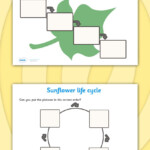 Sunflower Life Cycle Worksheets Sunflower Life Cycle Life Cycles