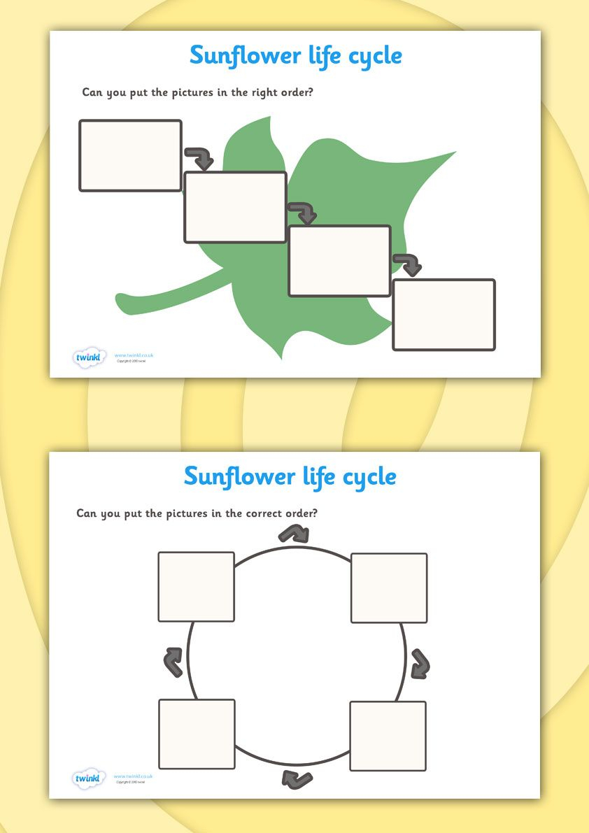 Sunflower Life Cycle Worksheets Sunflower Life Cycle Life Cycles 