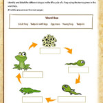 Teach Child How To Read Free Printable Mammal Life Cycle Worksheet