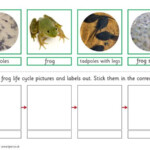 Teacher s Pet Frog Life Cycle Sort Activity FREE Classroom Display