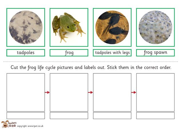 bird-life-cycle-science-animals-ks2-birds-baby-grow-growth