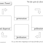 Teacher s Pet Plant Cycle Drawings b w Premium Printable