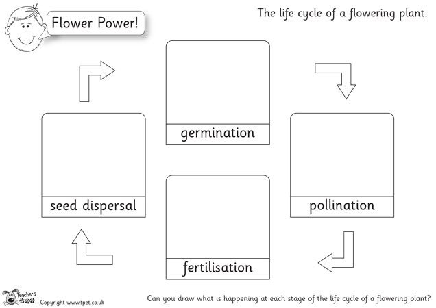 Teacher s Pet Plant Cycle Drawings b w Premium Printable 