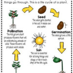 The 25 Best Plant Life Cycles Ideas On Pinterest Lifecycle Of A