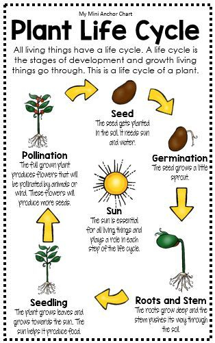 The 25 Best Plant Life Cycles Ideas On Pinterest Lifecycle Of A 