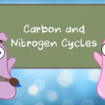 The Amoeba Sisters Carbon And Nitrogen Cycles