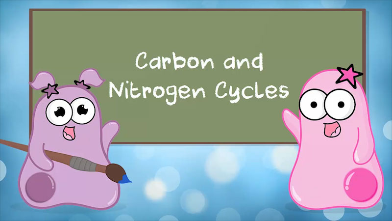 The Amoeba Sisters Carbon And Nitrogen Cycles