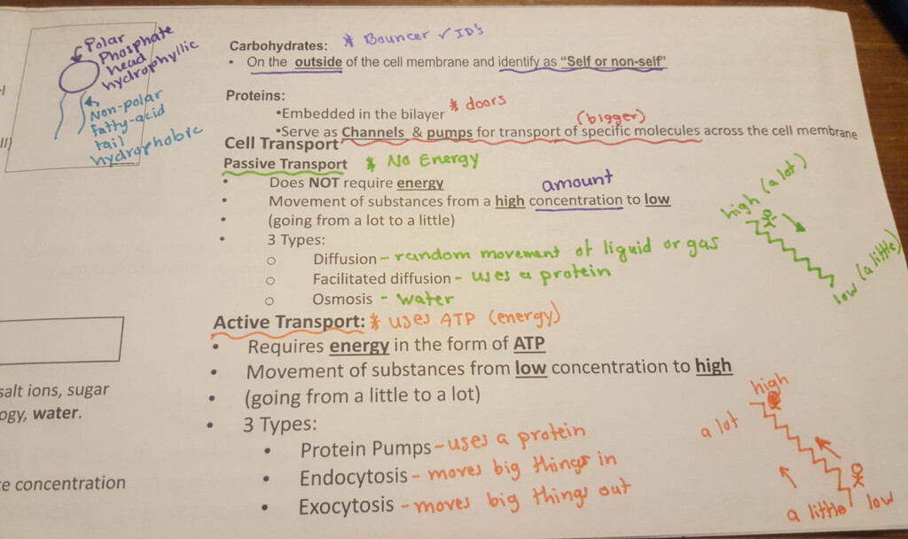 The Amoeba Sisters The Cell Cycle And Cancer Video Worksheet Db excel