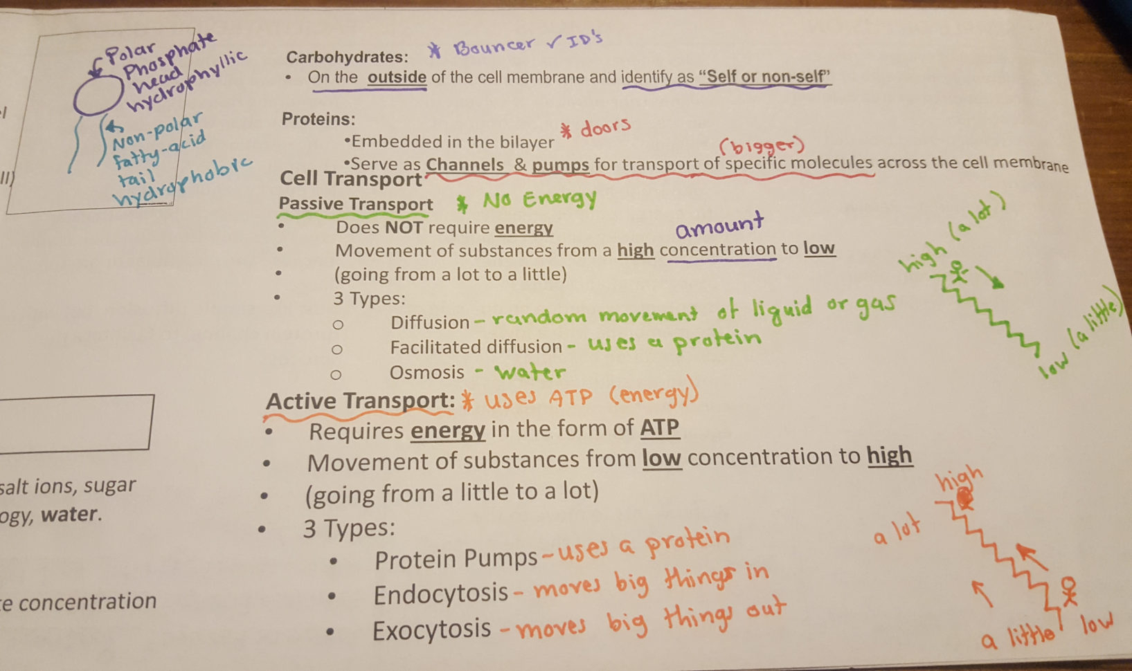 The Amoeba Sisters The Cell Cycle And Cancer Video Worksheet Db excel