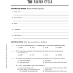 The Calvin Cycle Chapter 6 2 Worksheet