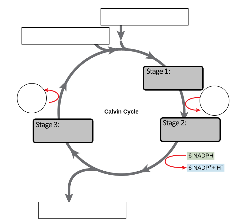 The Calvin Cycle