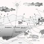 The Carbon Cycle An Update