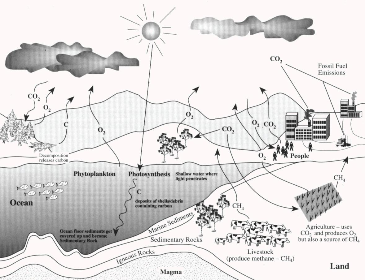 The Carbon Cycle An Update