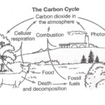 The Carbon Cycle Coloring Page Worksheet Carbon Cycle Nitrogen Cycle