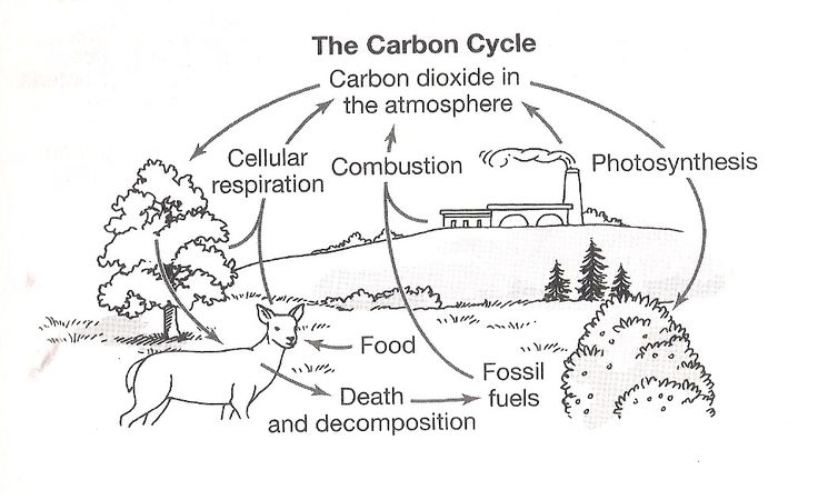 The Carbon Cycle Coloring Page Worksheet Carbon Cycle Nitrogen Cycle 