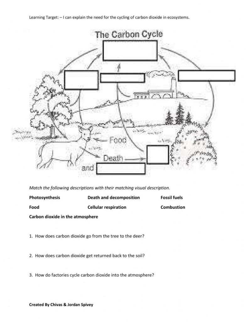 The Carbon Cycle Interactive Review Worksheet