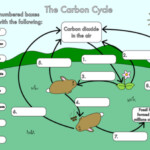 The Carbon Cycle Worksheet 1 Thursday May 23 2019 Carbon Cycle