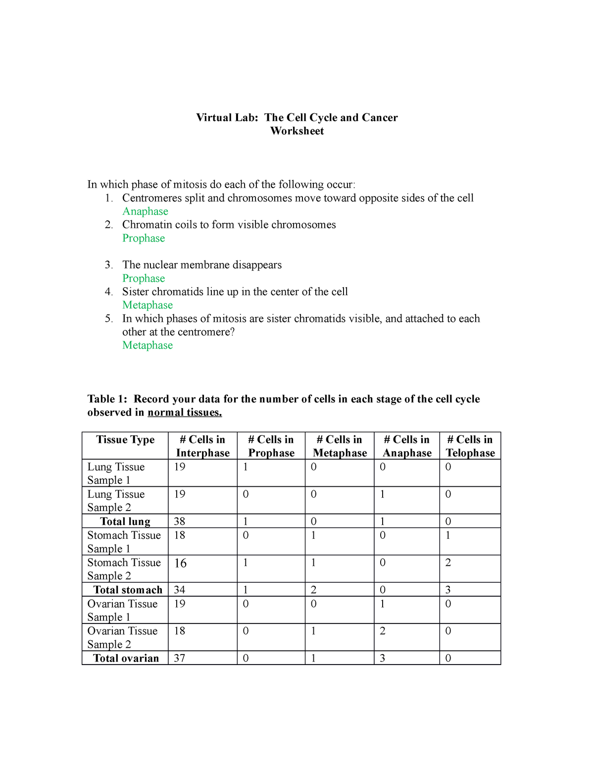 The Cell Cycle And Cancer Worksheet Completed Virtual Lab The Cell 