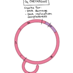 The Cell Cycle And Cellular Division Worksheet Answer Key Master