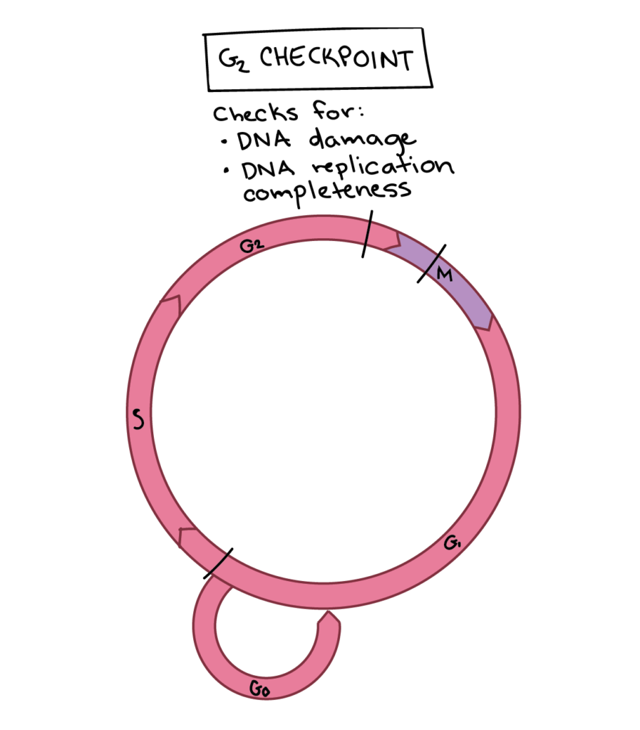 The Cell Cycle And Cellular Division Worksheet Answer Key Master 