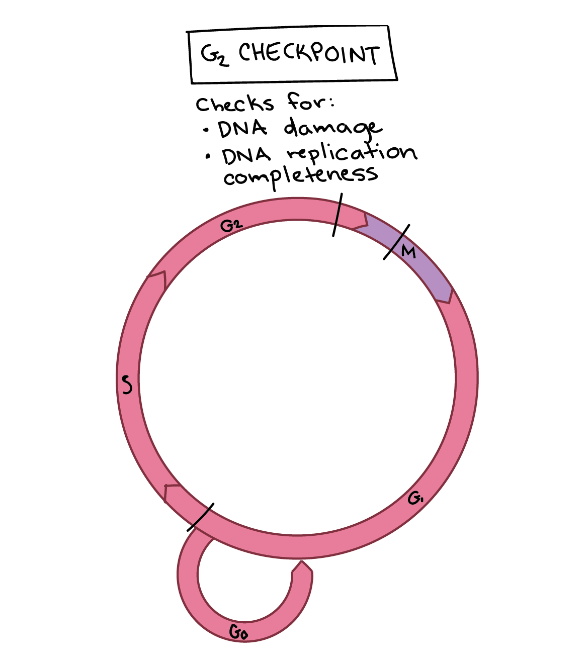 The Cell Cycle And Cellular Division Worksheet Answer Key Master 