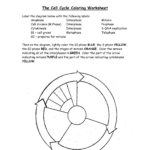 The Cell Cycle Coloring Worksheet Answers FREE Printable Worksheets