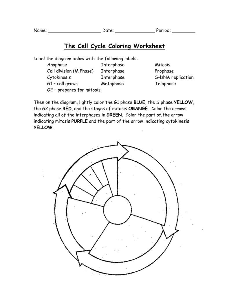 The Cell Cycle Coloring Worksheet Answers FREE Printable Worksheets 