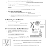 The Cell Cycle Review Worksheet