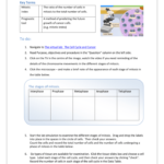 The Cell Cycle Worksheet Answers Nidecmege