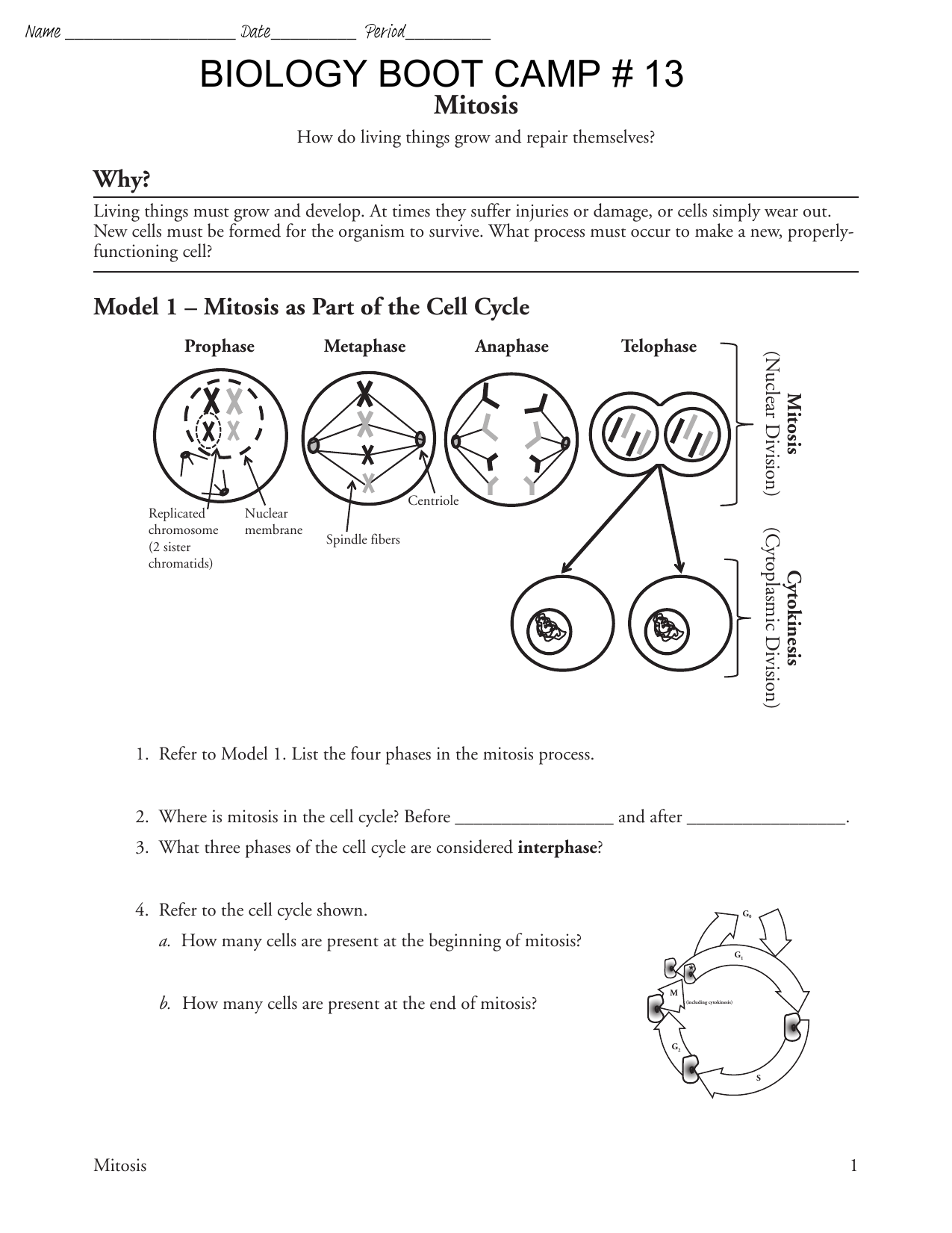 The Cell Cycle Worksheet Pogil TUTORE ORG Master Of Documents