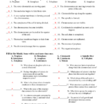 The cell cycle worksheet With Answers 1