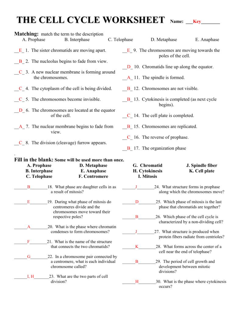 The cell cycle worksheet With Answers 1 