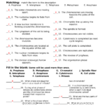 The cell cycle worksheet With Answers StuDocu