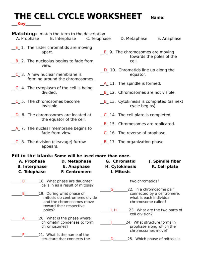 The cell cycle worksheet With Answers StuDocu