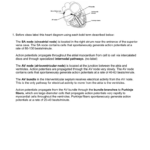 The Circulatory System Pogil Worksheet Answers Worksheetpedia