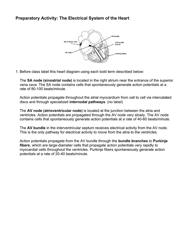 The Circulatory System Pogil Worksheet Answers Worksheetpedia