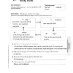 The Eukaryotic Cell Cycle And Cancer Worksheet Answers