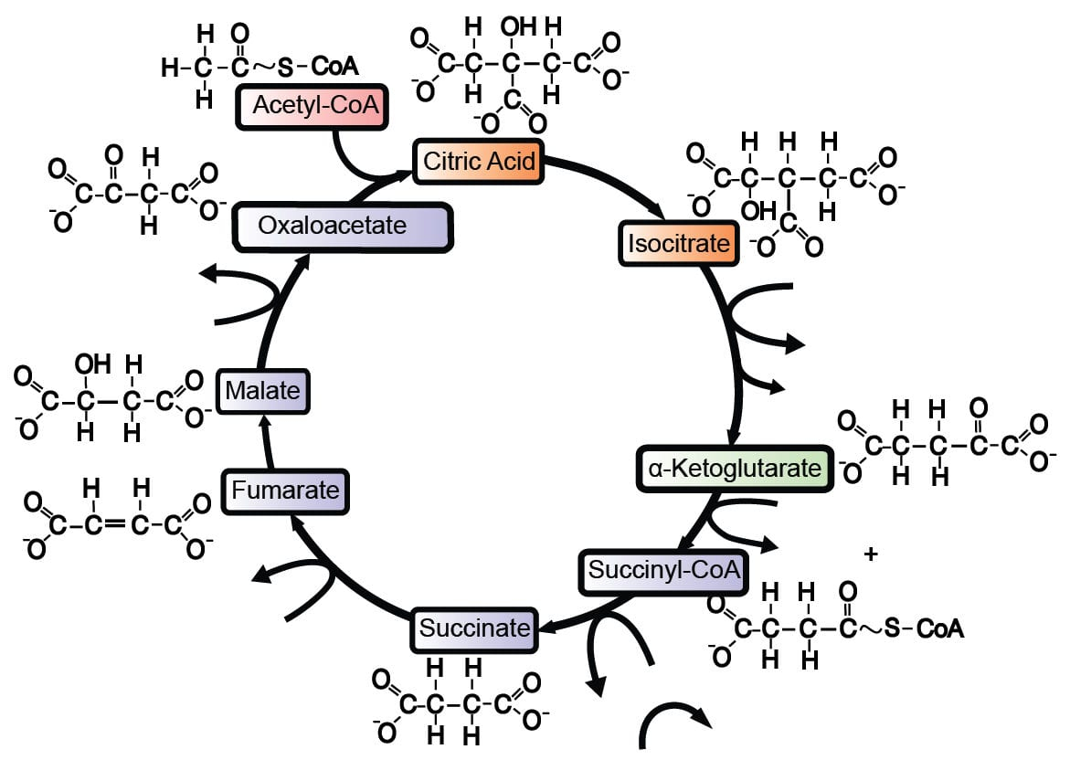 The Krebs Cycle Student Worksheet Db excel