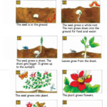 The Life Cycle Of A Plant Worksheet