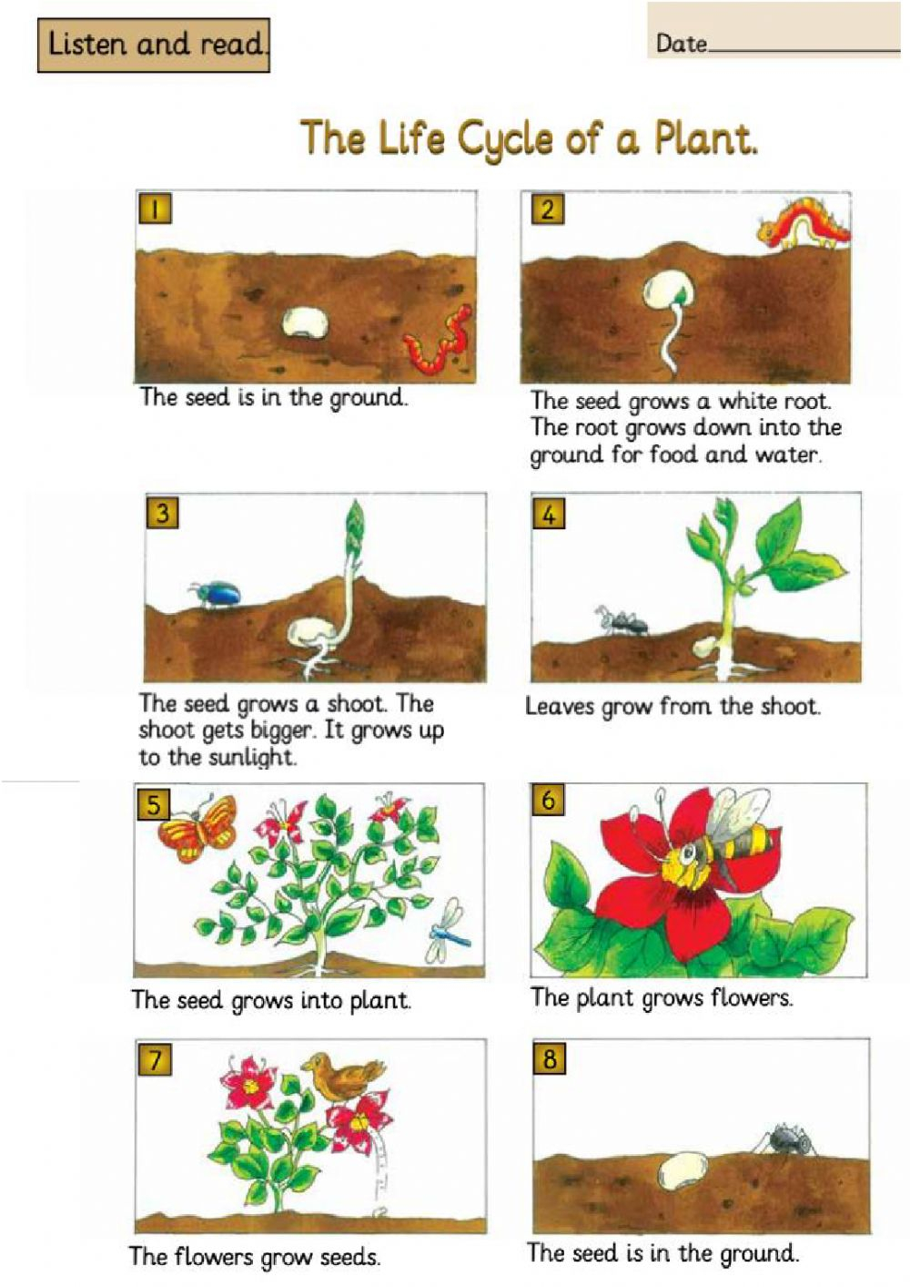 The Life Cycle Of A Plant Worksheet