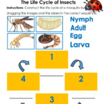 The Life Cycle Of An Insect Worksheet