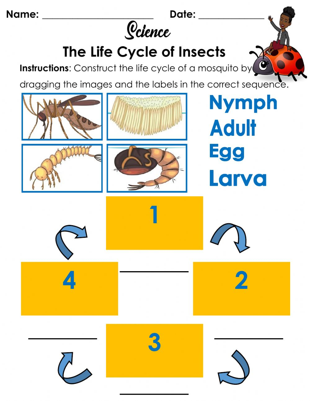 The Life Cycle Of An Insect Worksheet