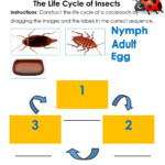 The Life Cycle Of An Insect Worksheet