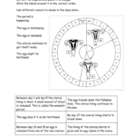 The Menstrual Cycle