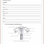 The Menstrual Cycle Worksheet Answer Key Worksheet Resume Examples