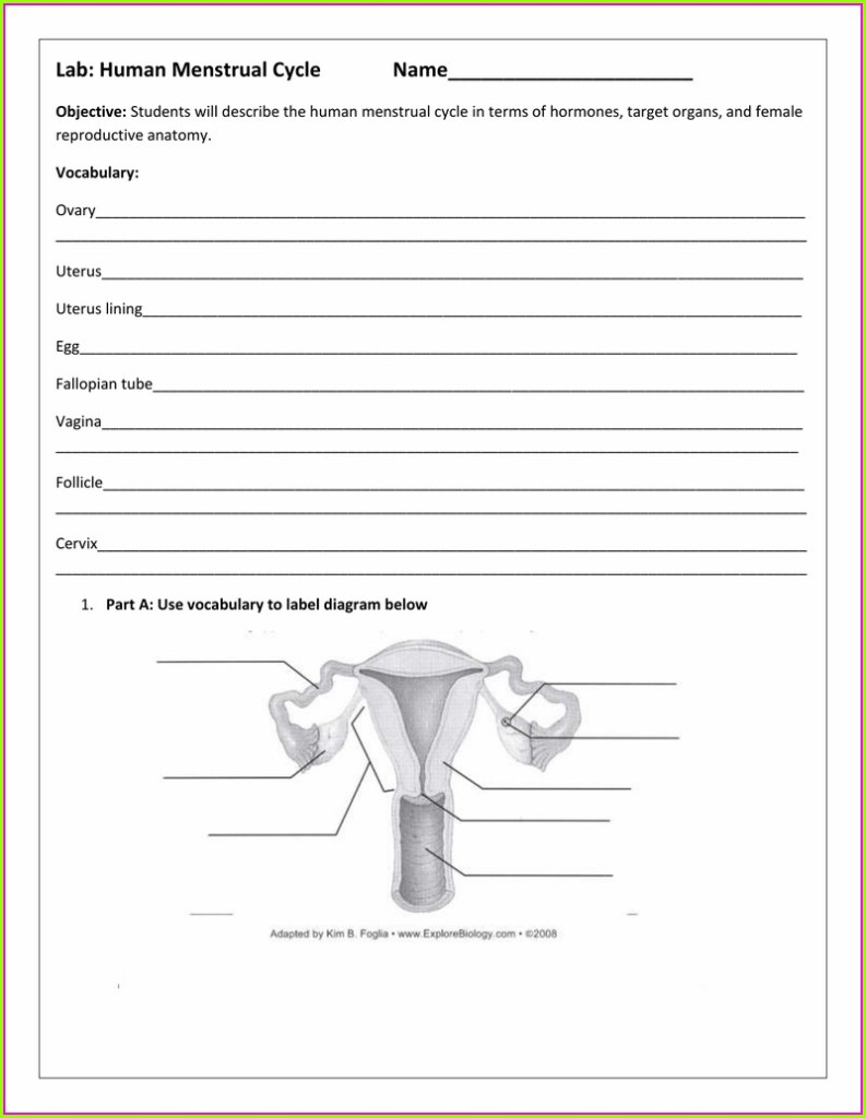 The Menstrual Cycle Worksheet Answer Key Worksheet Resume Examples