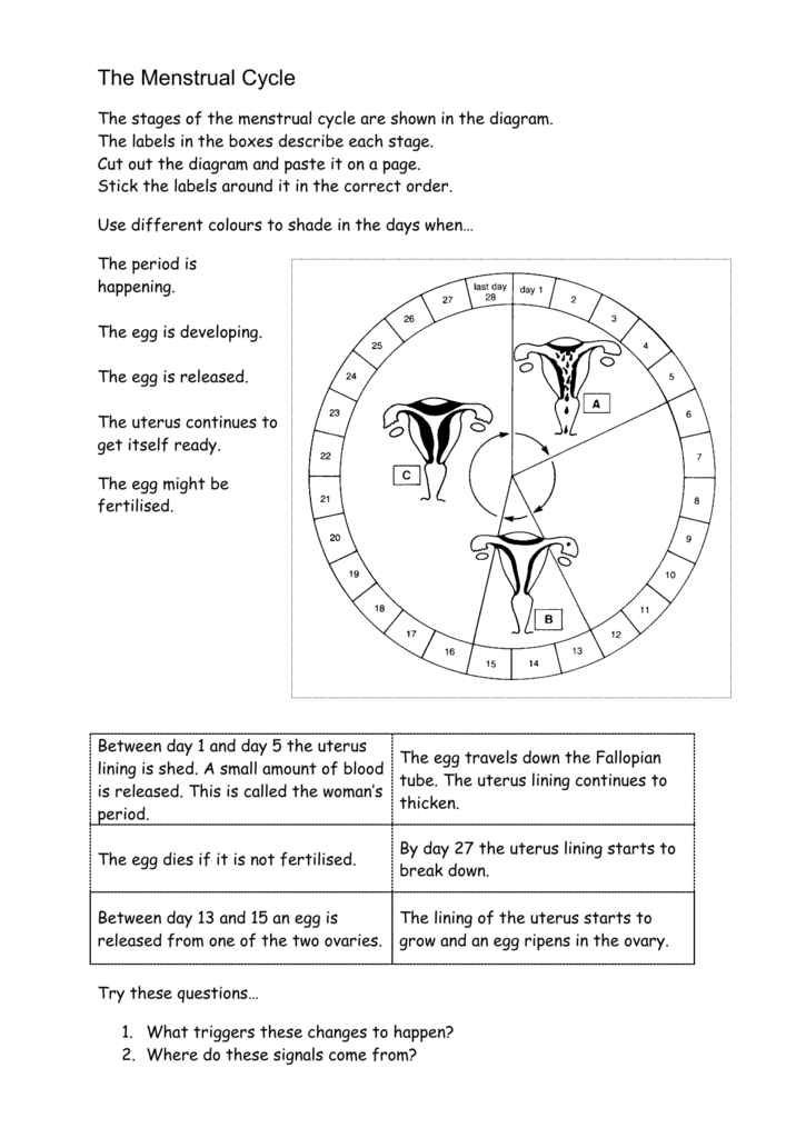 The Menstrual Cycle