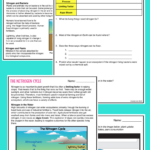 The Nitrogen Cycle Guided Practice PDF Digital Versions Middle