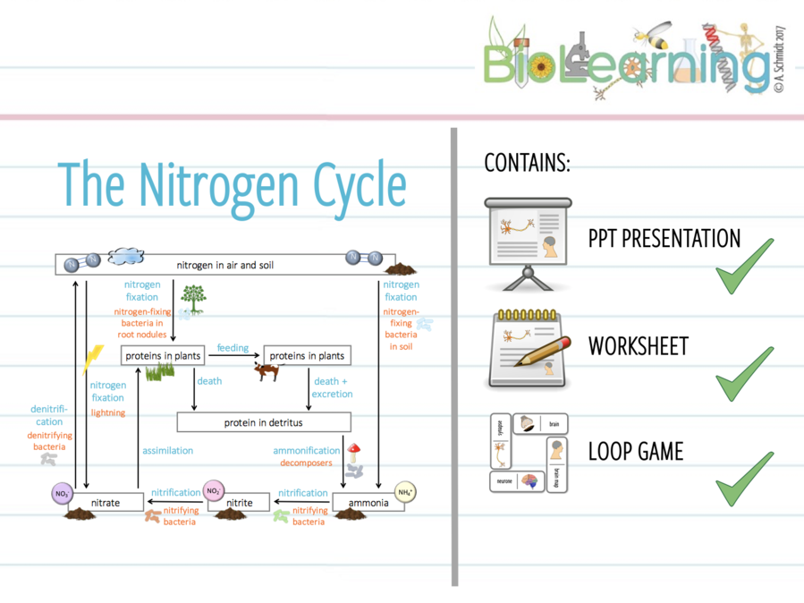 The Nitrogen Cycle Worksheet Nidecmege